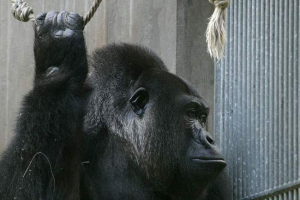 Ohio állatkertben egy gyermek egy madárriába esett egy gorillával